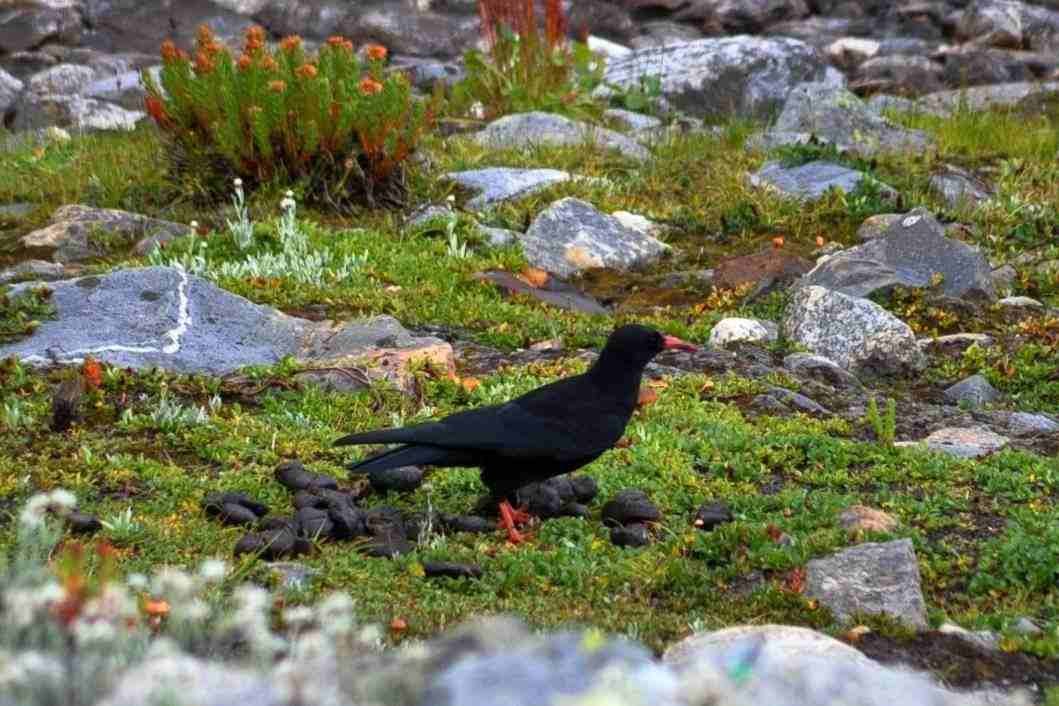 We met Himalayan bird