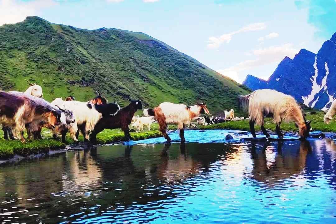 Sheep croosing water stream