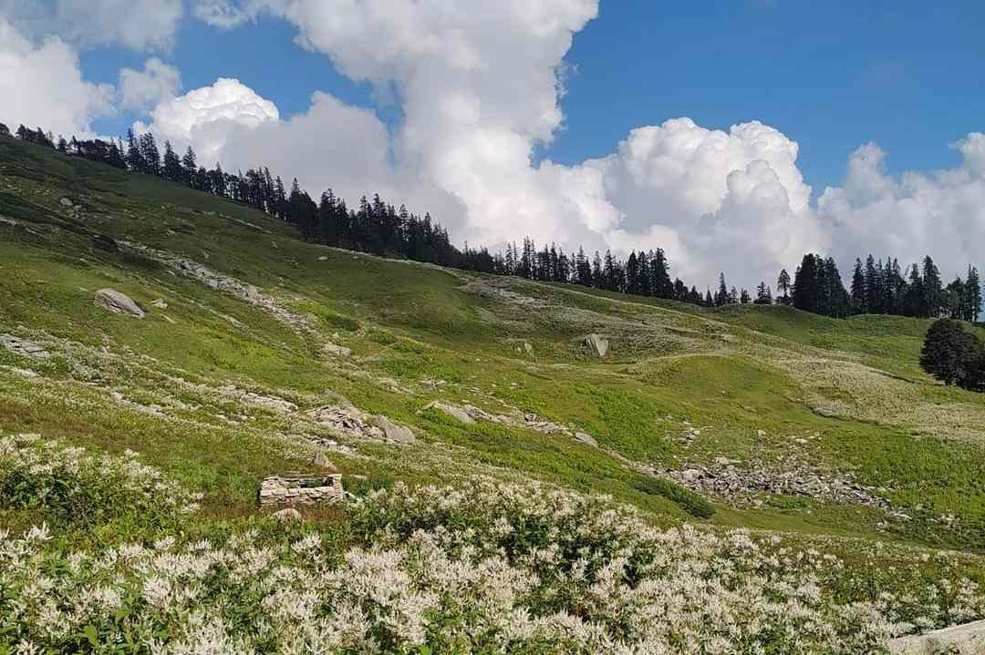 Blooming flowers on green meadow